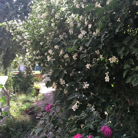 Harmonie هيرينجسدورف