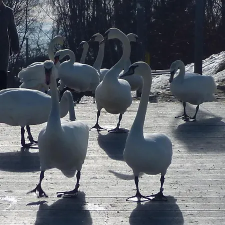 Harmonie 4* Heringsdorf (Usedom)