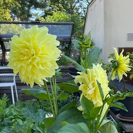 Harmonie بيت ضيافة