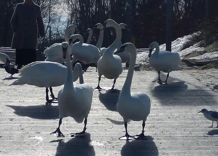 Harmonie 4* Heringsdorf