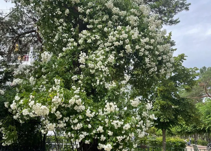 Harmonie 4* Heringsdorf